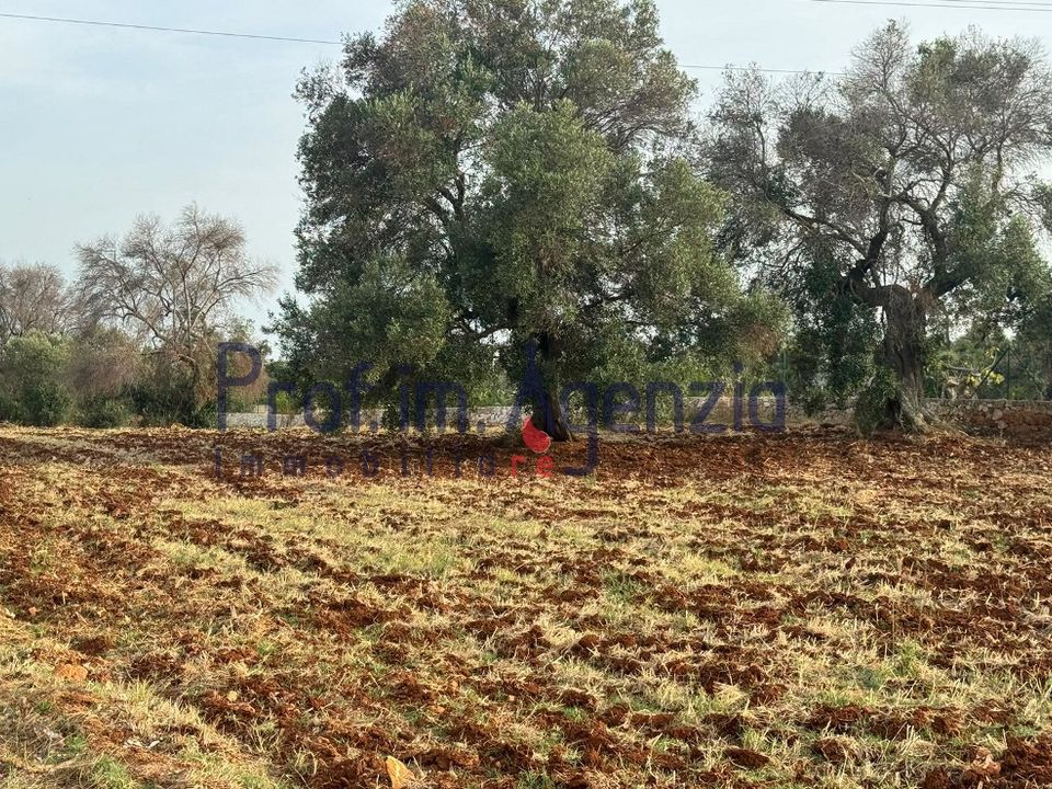 Helårsgrund i Carovigno, Brindisi - foto 3